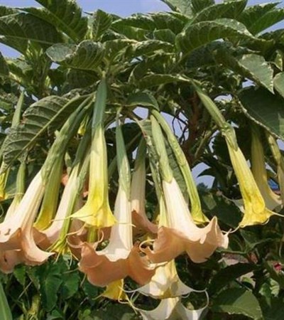 Angel Trumpet Variegated Peach
